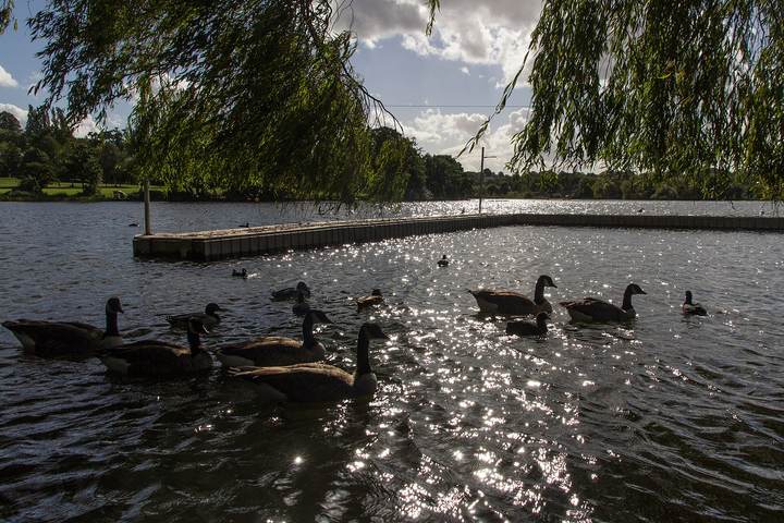 Geese on the lake in Wimbledon Park, framed by willow branches